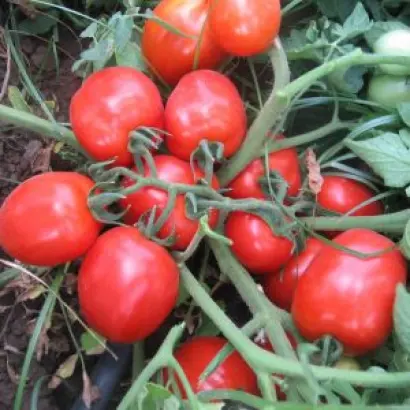 Tempra F1 / Темпра F1