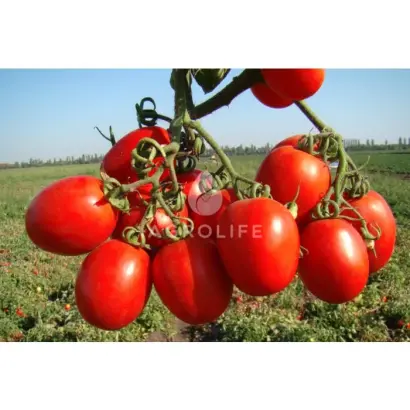 Tenorio F1 / Теноріо F1