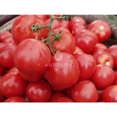 Tasty F1 / Тесті F1