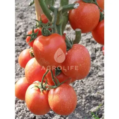 Toyoto F1 / Тойото F1