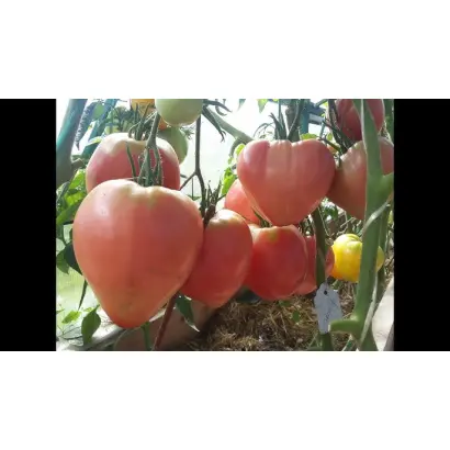 FONZIX / ФОНЗІКС