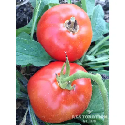 Forestay / Форестей