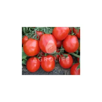 Fortix F1 / Фортікс F1