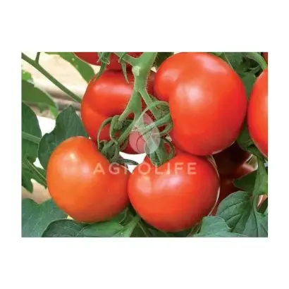 Celzus F1 / Целсус F1