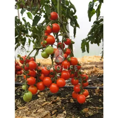 Ceraso F1 / Церасо F1