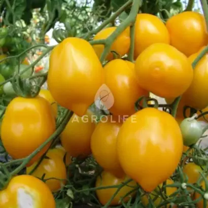 Citrina / Цітріна