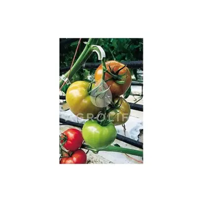 Charleston F1 / Чарльстон F1