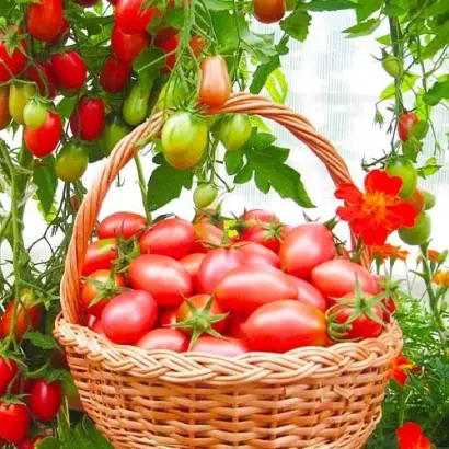 Чаусянський