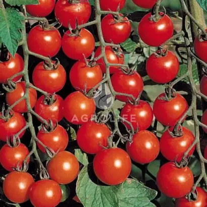 Cherry Blossom / Черрі Блосем