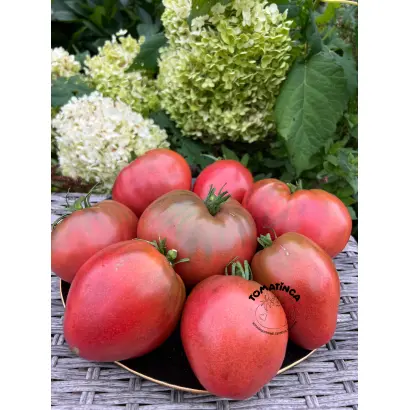 Chinouk / Чінок