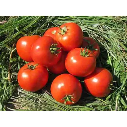 Yusuf 408 / Юсуф 408