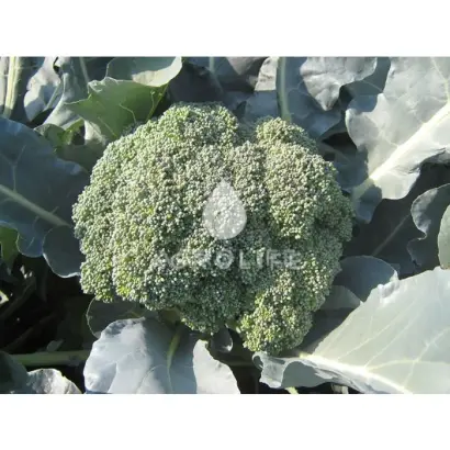 Ironman F1 / Айронман F1