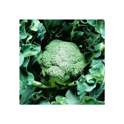 Apolena / Аполена