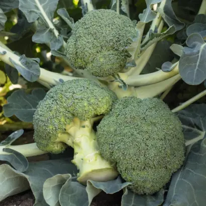 Batavia F1 / Батавія F1