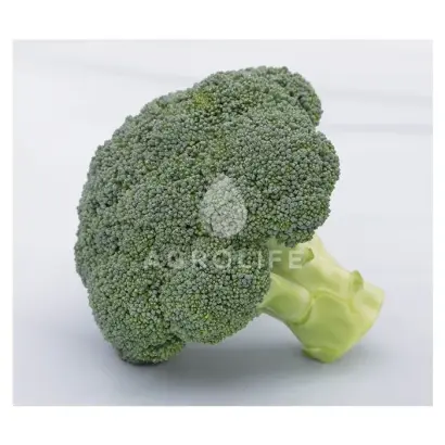 BATORY / БАТОРІ