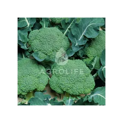 Belstar F1 / Белстар F1