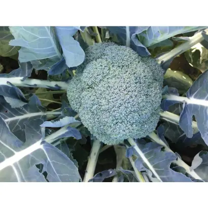 BABILON / Вавілон