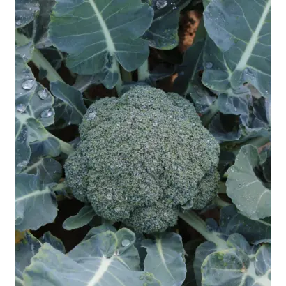 GONGGA / ГОНГГА