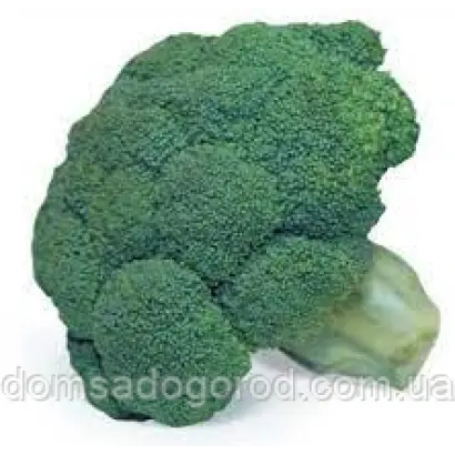 Cazzy F1 / Кезі F1