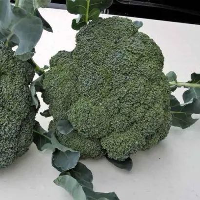 Corato / Корато