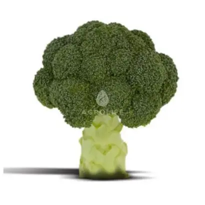 MCLAREN / МАКЛАРЕН