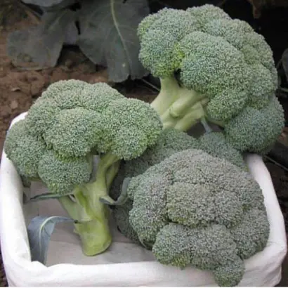 Monaco F1 / Монако F1