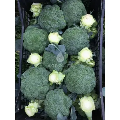 Naxos / Нексос