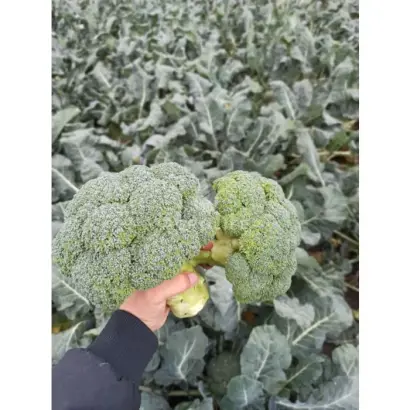 Parthenon / Партенон