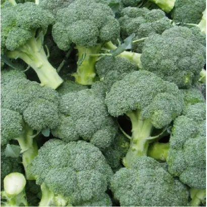 SV1002BL / СВ1002БЛ