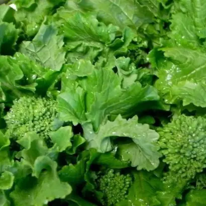 Spello / Спелло