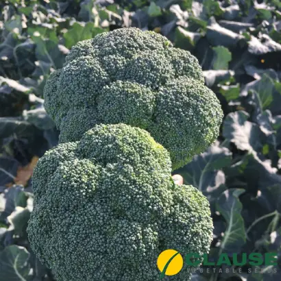 STIRLING / СТІРЛІНГ