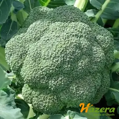 Stromboli / Стромболі