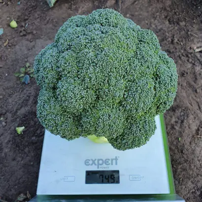 Triton / Тритон