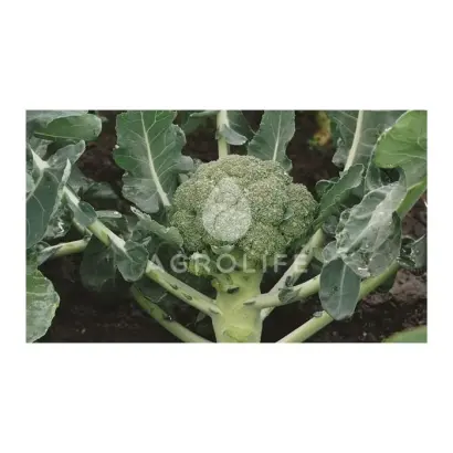 Bay Meadows Cemes F1 / Бей Мідовс Семес F1