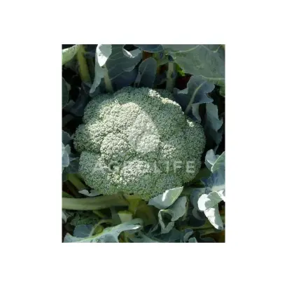 Beaumont F1 / Бомонт F1