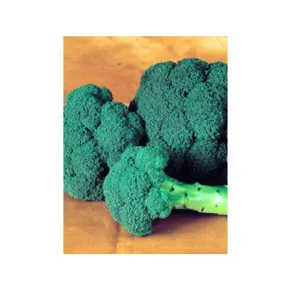 Milady F1 / Миледи F1