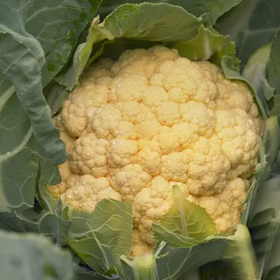 ТМ-04/FL / ТМ-04/ФЛ