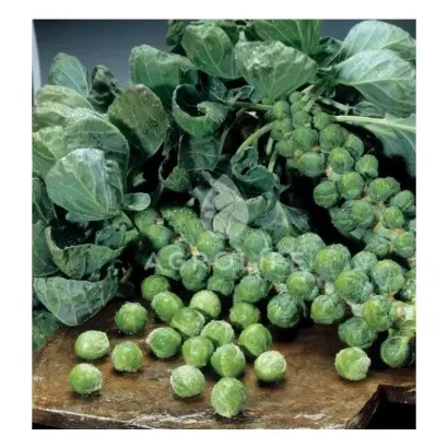 Abacus F1 / Абакус F1