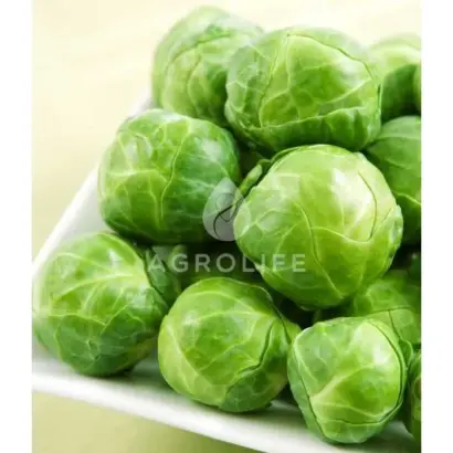 Franklin F1 / Франклін F1