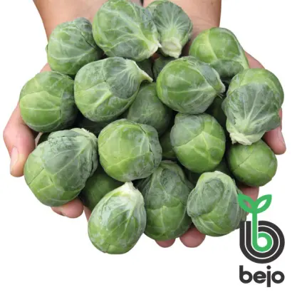 Diablo F1 / Діабло F1