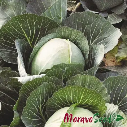 Avak F1 / Авак F1