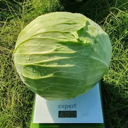 ACCORD / АККОРД