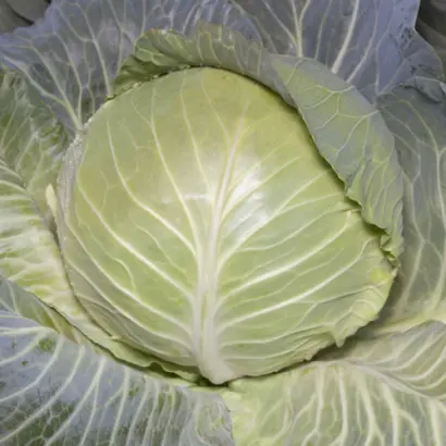 Axona / Аксона