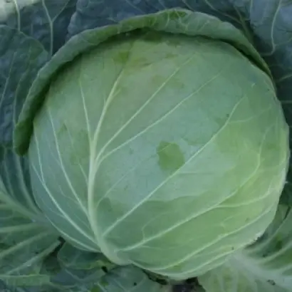 Albatros / Альбатрос