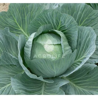 Ammon F1 / Аммон F1