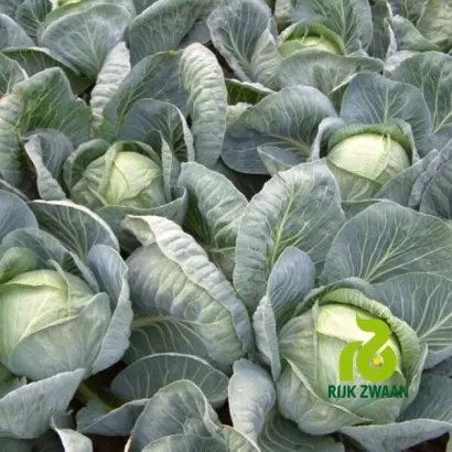 Ancoma F1 / Анкома F1