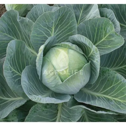 Arryvyst F1 / Арривист F1