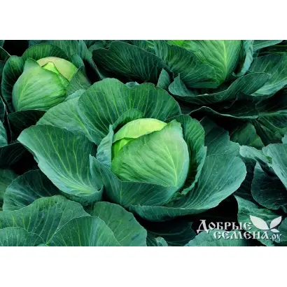 Atria F1 / Атрия F1