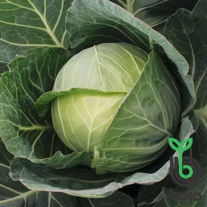 Bajonet F1 / Байонет F1