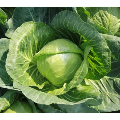 Beatrix / Беатрікс